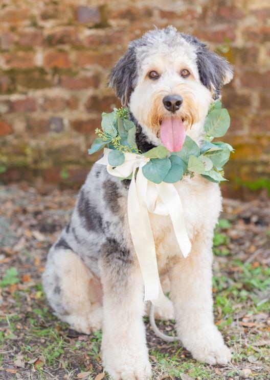 Wedding Flowers for Rent - Dog Wedding Collars